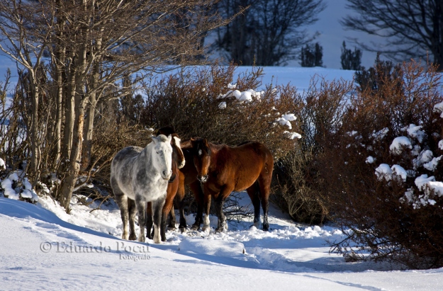 Caballos buscando que comer