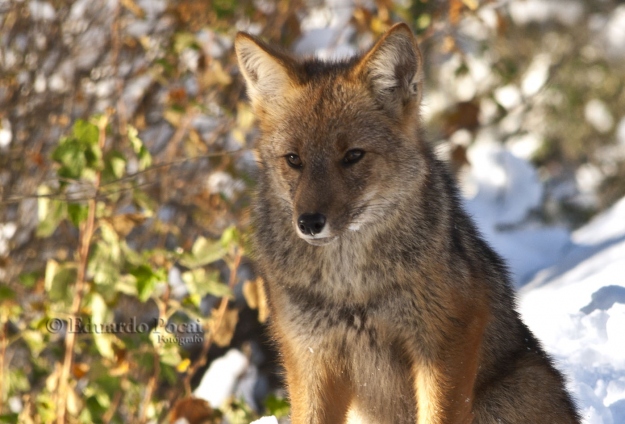 Zorro colorado 3