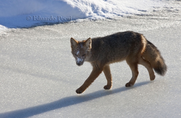 Zorro colorado 2