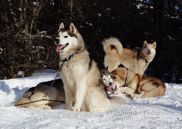 Siberian Husquies a la espera