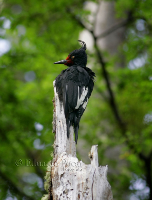 Pájaro Carpintero (El Pájaro Loco)