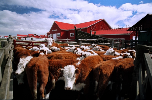 Ganado Bovino, Hereford