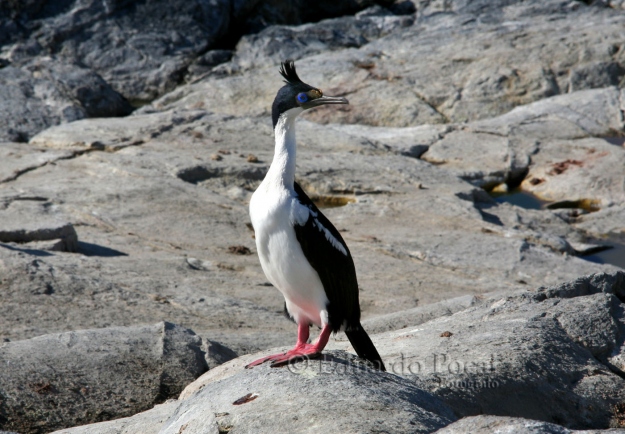 Cormorán