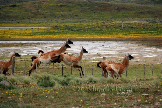 Guanacos