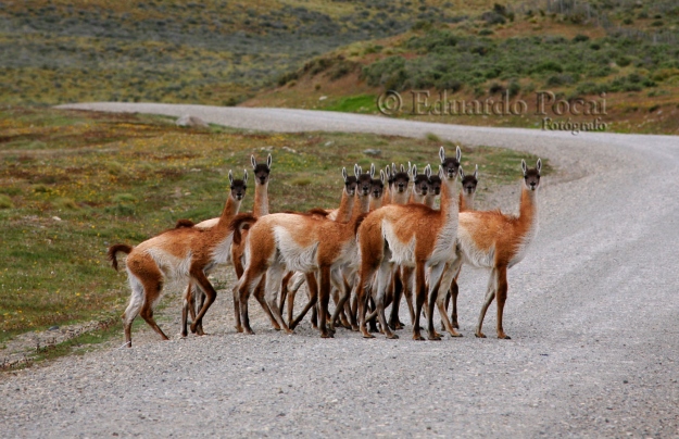 Guanacos cruzando la ruta