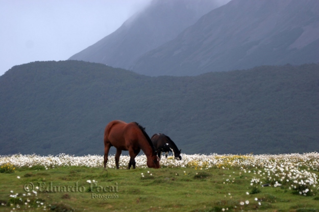 Caballos