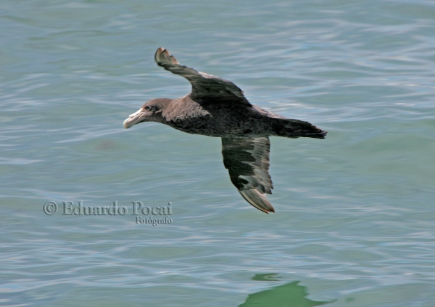 Petrel, vuelo rasante 2