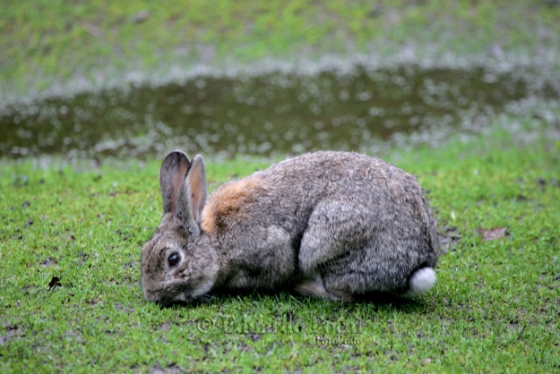 Conejo