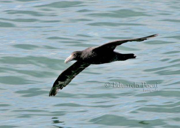 Petrel, vuelo rasante 1