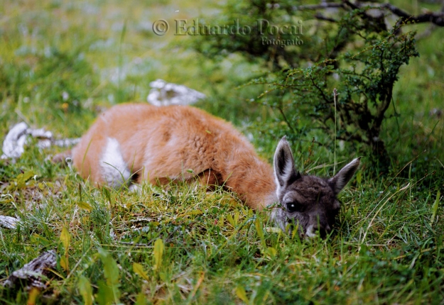 Un guanaco recién nacido