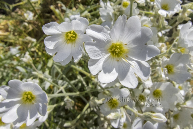 Flores de mi jardín