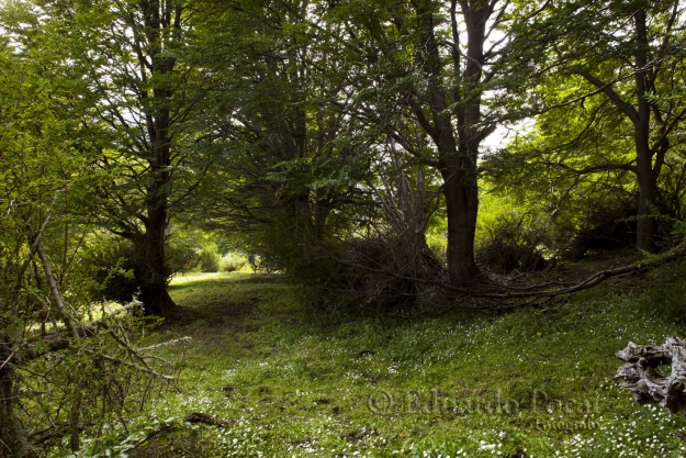 Bosque al mediodía