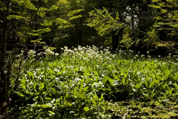 Verde verano