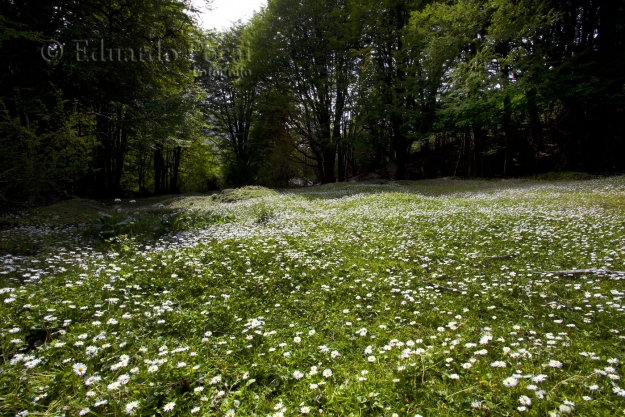 No pisar las flores 2