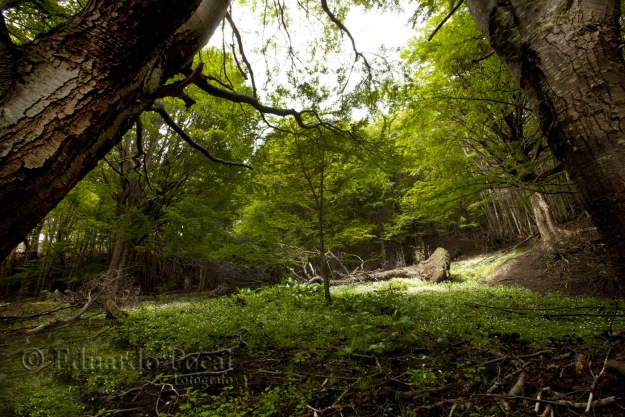 Mediodía en el bosque