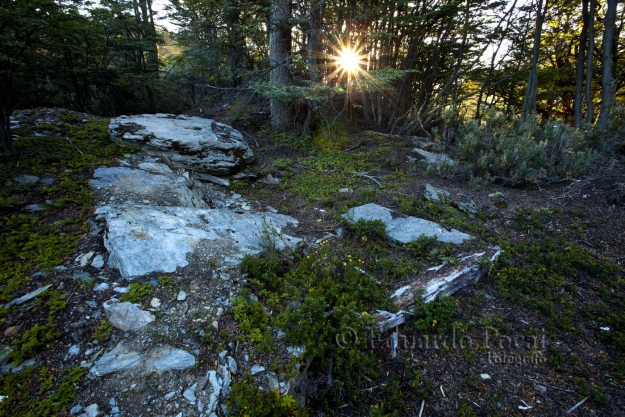 Atardecer en el Bosque