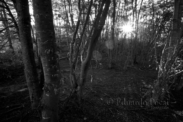 Atardecer Blanco y Negro en el bosque