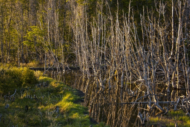 Castorera en Parque Nacional