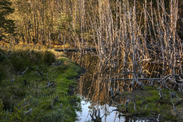 Castorera en Parque Nacional