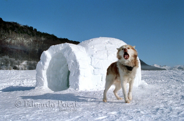 Siberian Husky custodiando un iglú de bloques de nieve 
