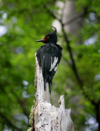 Pajaro Loco