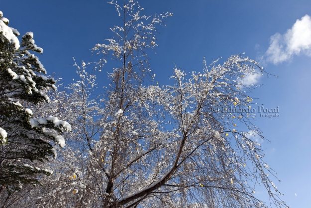 Árboles y nieve