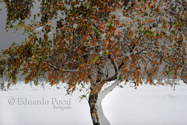 Otoño nevado