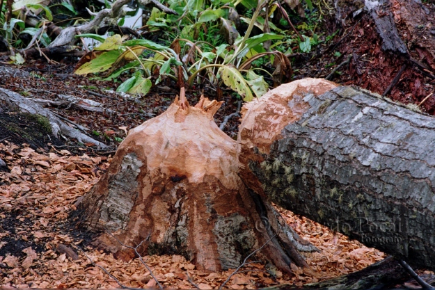 Castores, bosque en ruinas 2