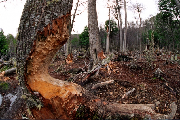 Castores, bosque en ruinas