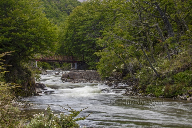 Río Olivia