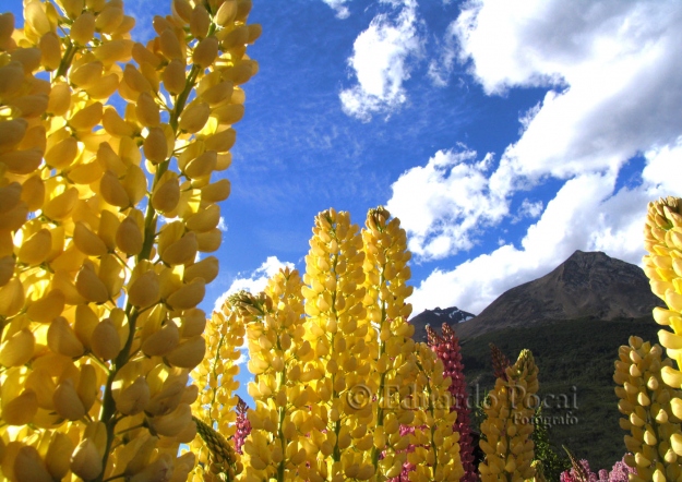 Lupinos a pleno sol