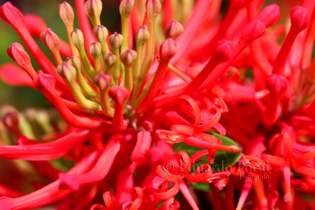 Flor de notro en macro