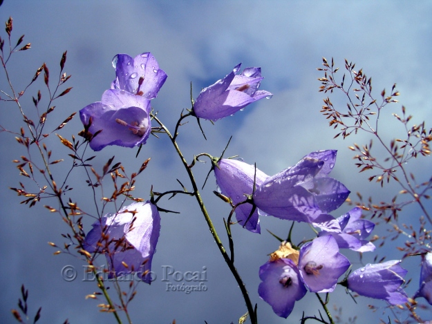 Campanillas Lilas