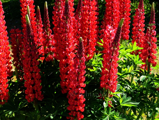 Lupinos Rojos