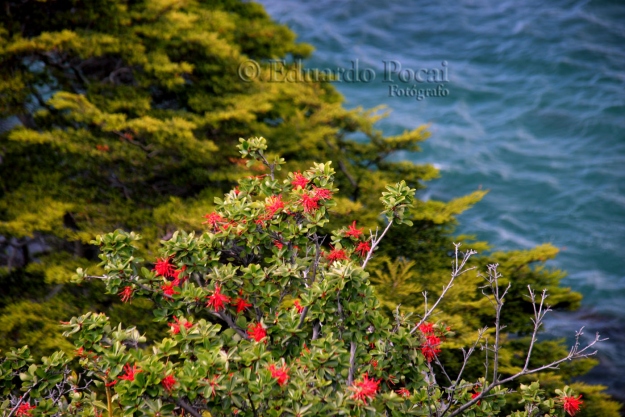 Playa Larga, flor de notro