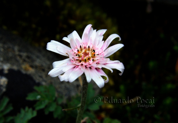 Edelweiss