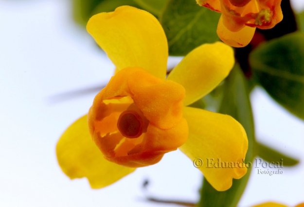 Pequeña flor del calafate