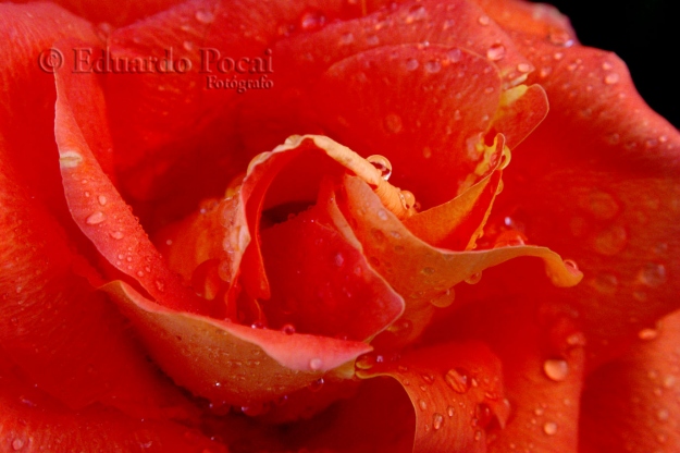 Rosa roja en macro