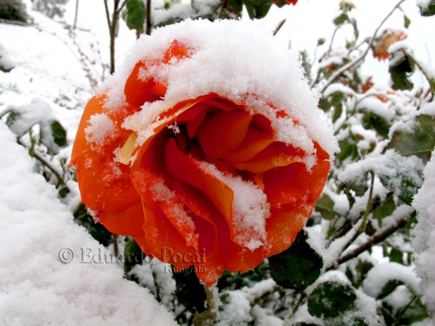 Rosa nevada
