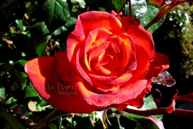 Rosa bicolor