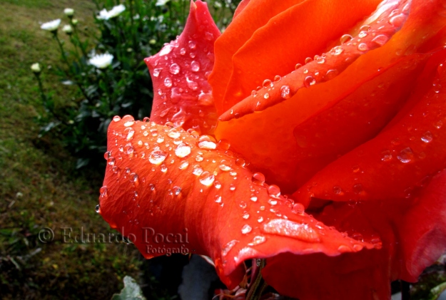 Gotas de lluvia