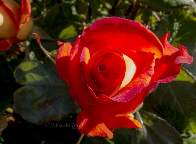 más rosas de mi jardín 2