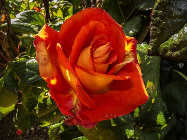 Más rosas de mi jardín