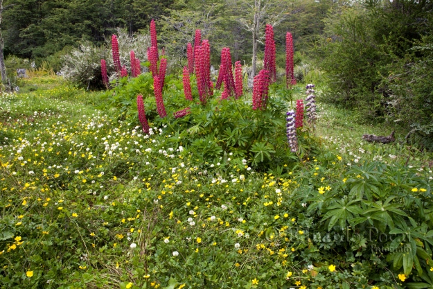 Lupinos silvestres