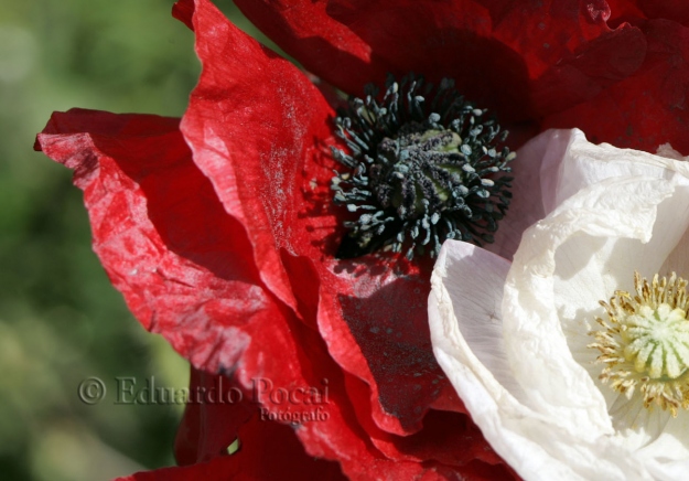 Amapolas