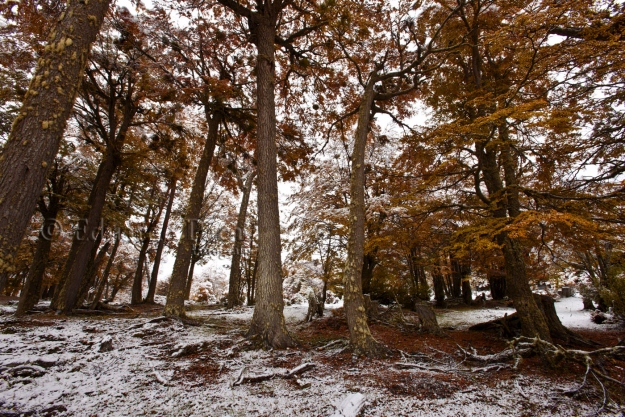 Bosque y nieve