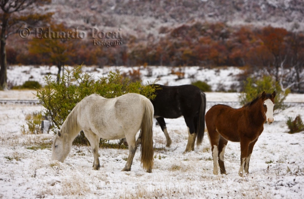 Caballos en la nieve