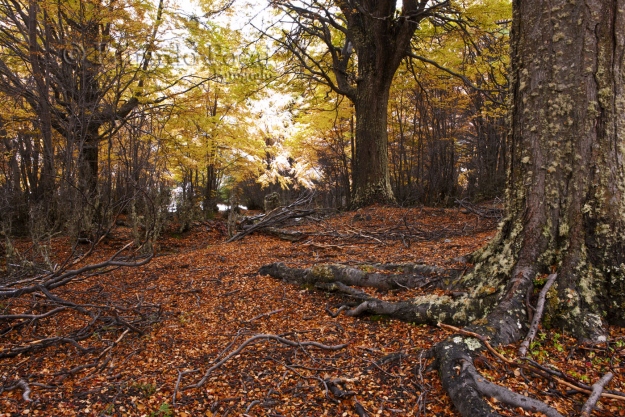 El bosque desde el piso