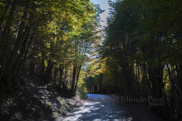 Caminos en el bosque