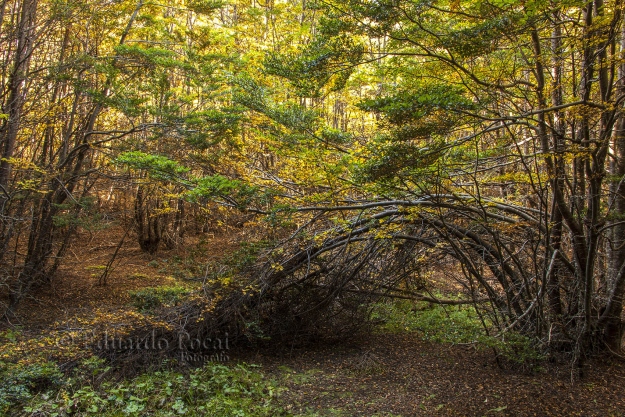 Otoño en el bosque